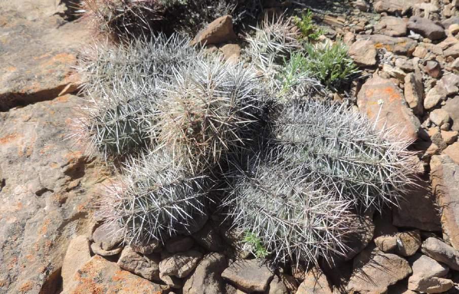 Dále jsme zastavili v sedle u LAGO AUQUINCO, kde roste zajímavý Austrocactus sp. (KL15-A013). Je krásné slunečné počasí, teplo, ale větřík. Odjíždíme dále po 17. hodině.