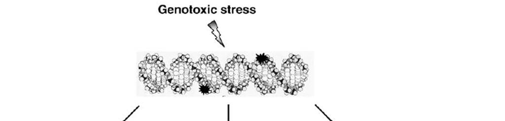 DNA adukty a mutageneze