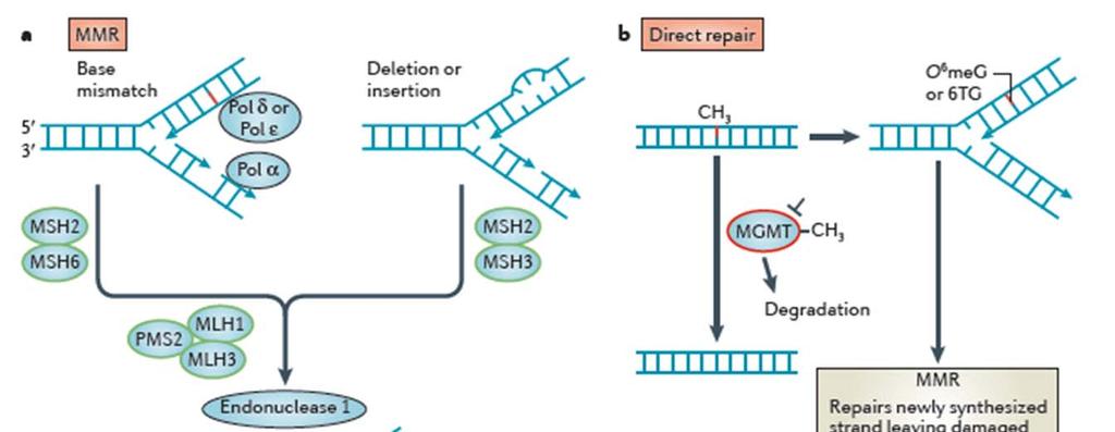 b However, when damage on the template strand, such as O6-methylguanine (O6meG) or 6-thioguanine (6TG), causes mispairing at replication the MMR machinery attempts to repair the newly synthesized