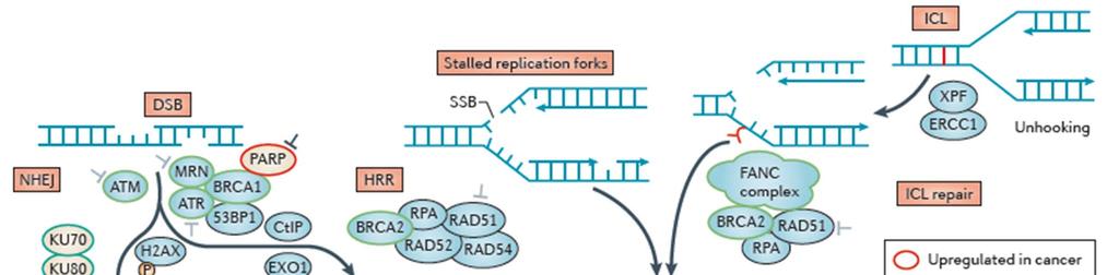 DNA double-strand