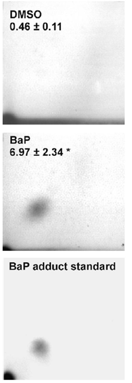 Metodika studia DNA aduktů izolace DNA a její hydrolýza (nejčastěji enzymatická) endonukleáza (štěpí DNA na oligonukleotidy) + exonukleáza (štěpí na jednotlivé deoxunukleotidy); nejčastěji se používá