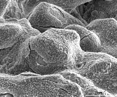 5 Shape and structure of the sample rolled at 1250 C Interesting knowledge can also be gained from power/force parameters of rolling of wedge-shaped samples.