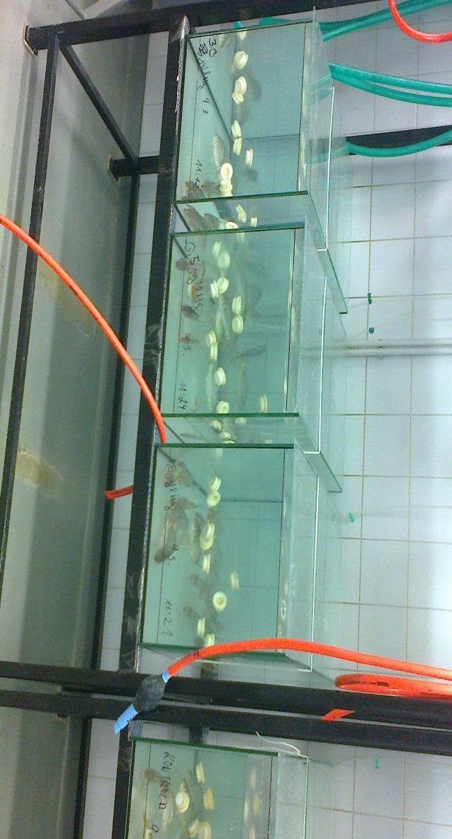 EXPERIMENTÁLNÍ ČÁST Obohacení skleněných akvárií třemi různými koncentracemi rtuti (0,5 μg.l -1 ; 1,5 μg.l -1 ; 3,0 μg.
