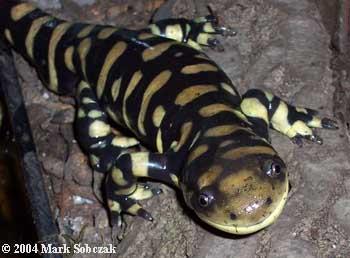 skvrnitý (Ambystoma