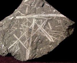 Ordovik/silur (před 443 mil let) 27 % čeledí, 57%