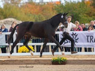 UM. Easy Game dal i letošní Mistryni světa v drezuře družstev (Tryon 2018) TSF DALERU BB (Jessica von Bredow- Werndl).