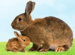 DÁVKOVÁNÍ Králíci rostoucí králíci březí a kojící králice 25 100 g / 10 ks / den 50 125 g / 10 ks / den (1 plná polévková lžíce - cca 25 g) SLOŽENÍ v 1 kg: vápník 180 g, fosfor 40 g, sodík 25 g,