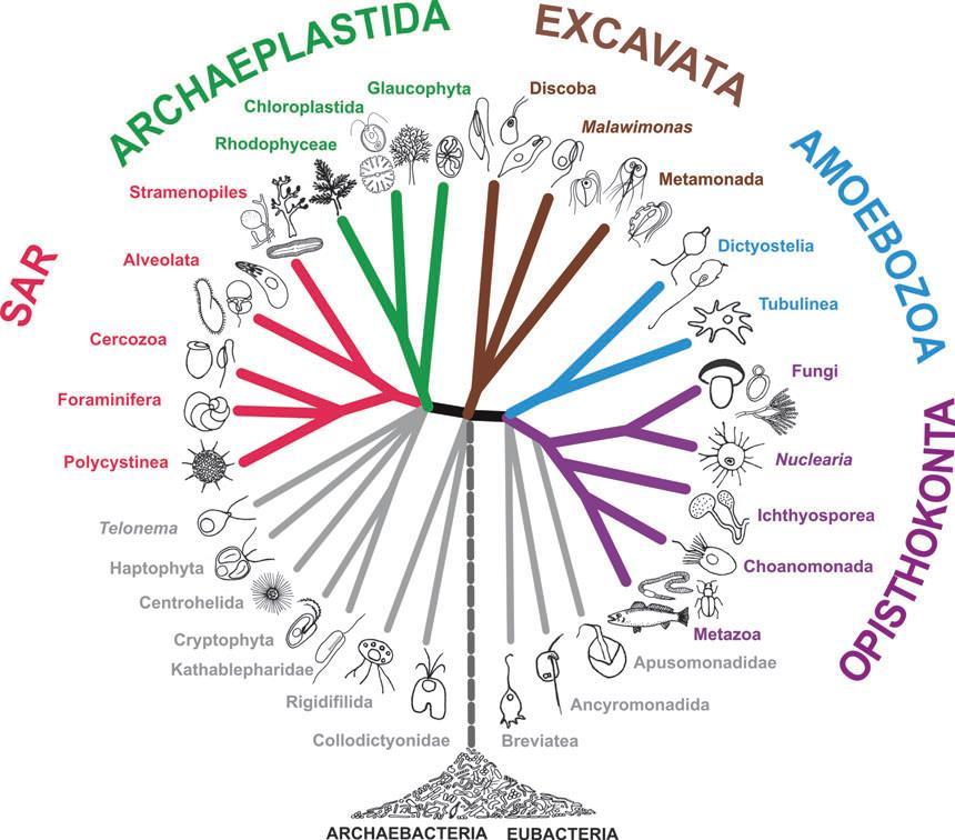 Poslední "výkřik" fylogenetiky eukaryot Rhizaria!