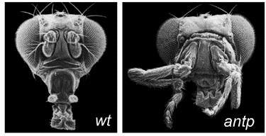 Bithorax: na třetím hrudním čl.