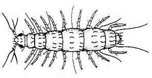 Xiphosura