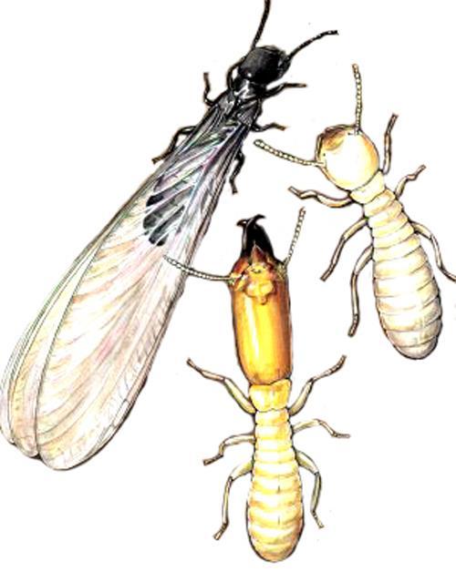 Isoptera - všekazi švábi - zástupci tropický a subtropický sociální hmyz, vytváří polymorfní kasty patří mezi