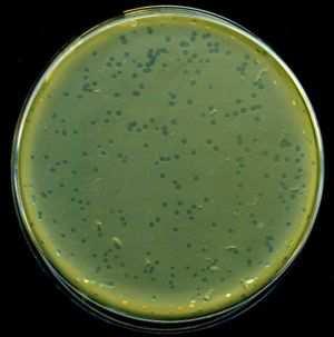 coli Produkt lacl je represorem β-galaktosidasy, mutovaný produkt není funkční β-galaktosidása štěpí