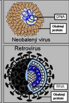 Retroviry= RNA-viry s reverzní transkriptázou Retroviry obecně: transformující => vznik nádoru, nebo netransformující (chybí informace pro maligní přeměnu, bez cytopatického efektu) výjimečně