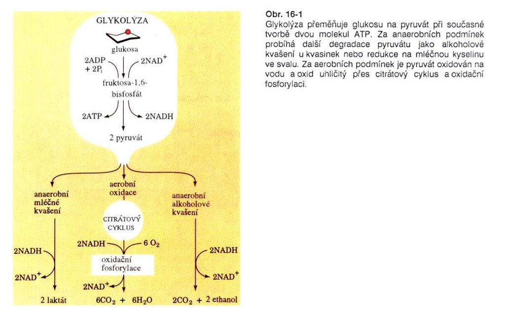 Změny v metabolismu sacharidů Warburgův efekt Glykolýza