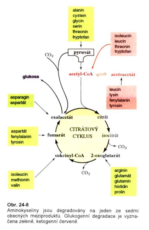 Změny v metabolismu bílkovin, dusíku a AK Proteolýza Transaminace NH 4 +