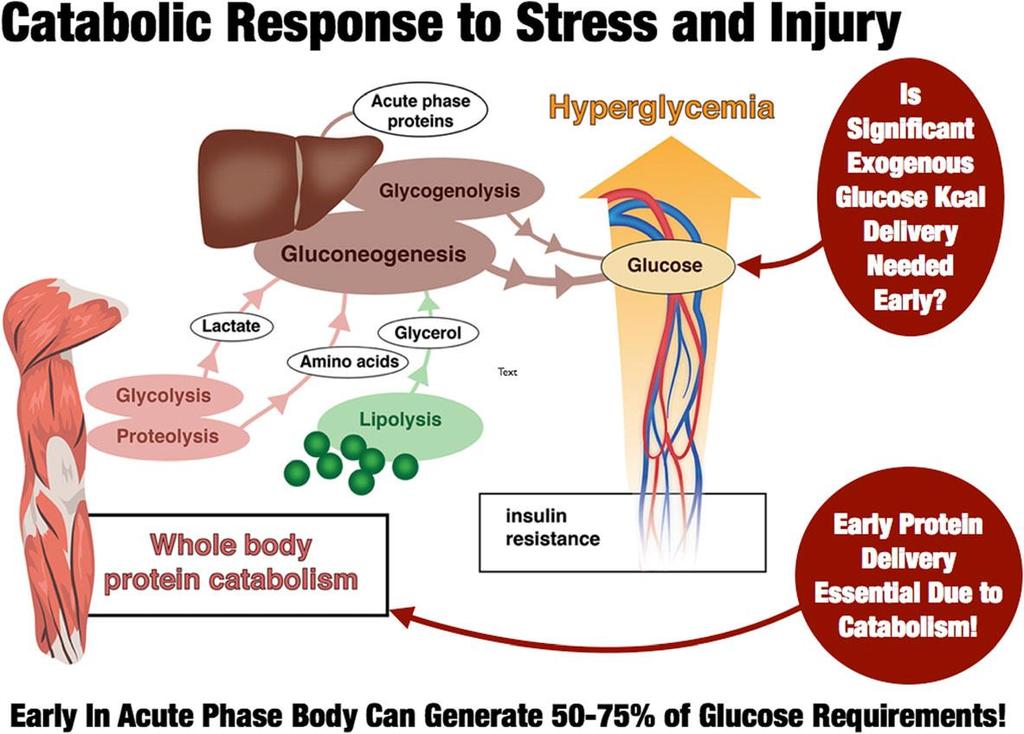 V iniciální fázi svalový katabolismus kryje 50 75% potřeby glukozy Hypotéza: Pacient v této době vyžaduje adekvátní