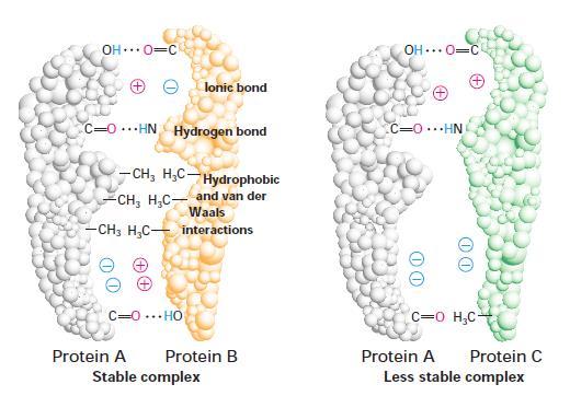 Molecular complementarity and the binding of