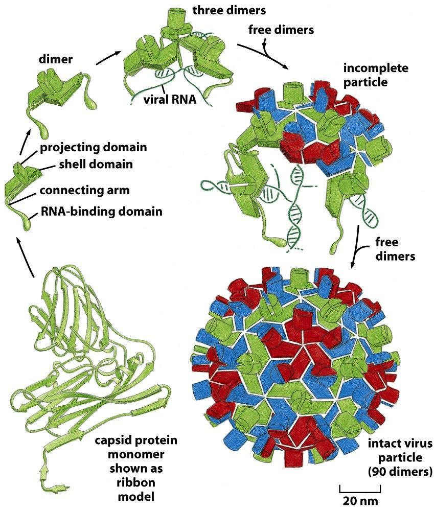 Figure 3-31 Molecular Biology of