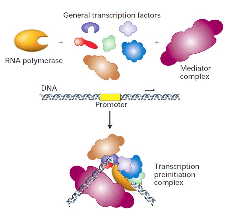 Molecular machines some macromolecular assemblies act as molecular machines, carrying out the