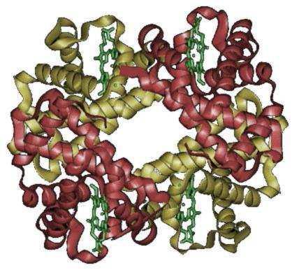 Hemoglobin a myoglobin Lidský hemoglobin má několik forem.