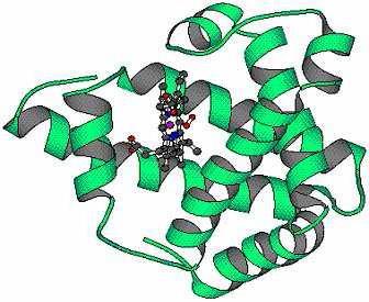 Hemoglobin a myoglobin Myoglobin má jeden polypeptidový řetězec, váže jednu molekulu kyslíku.