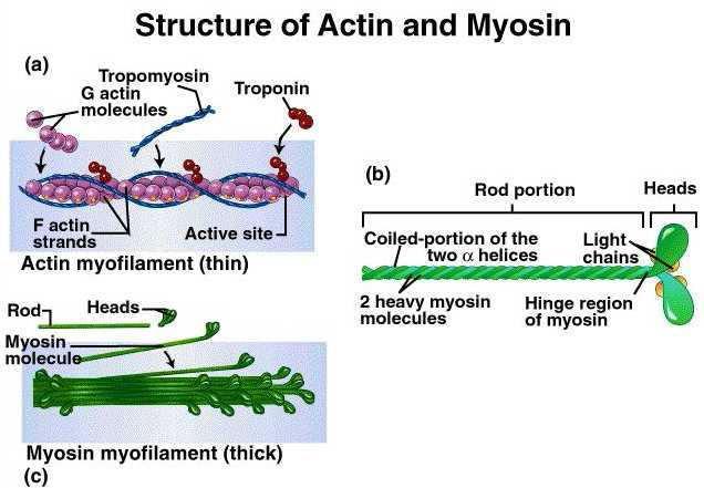 Kontraktilní svalové bílkoviny tlustá filamenta myosin tenká filamenta aktin, tropomyosin, troponin G-aktin globulární protein,