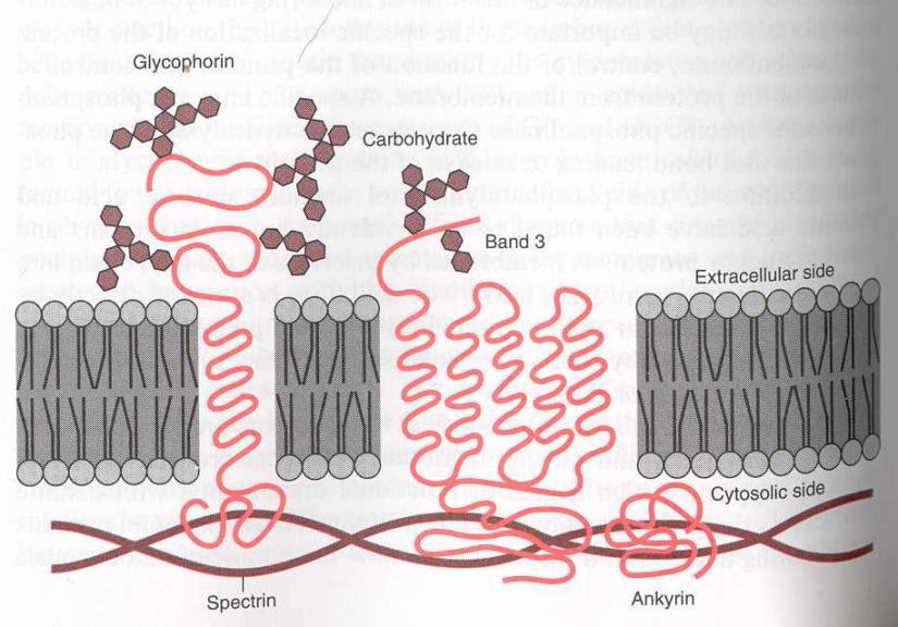 Membránové bílkoviny Integrální