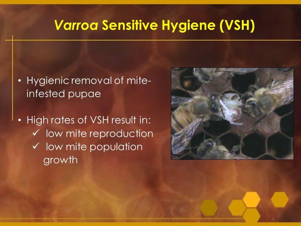 Jeff Harris presents: Varroa