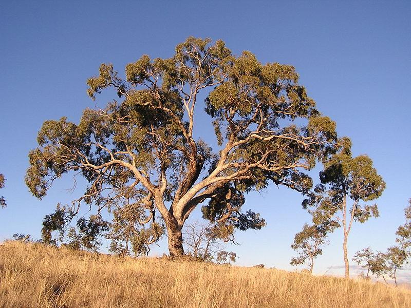 lesy. Pro jih a jihovýchod je typická subtropická vegetace. Typickou rostlinou Austrálie je blahovičník.