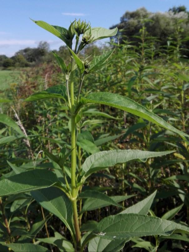Zdravý nepoškozený topinambur Topinambur po aplikaci herbicidu Prostudujte si výsledky výzkumu managementu na druh Helianthus tuberosus, na kterém jste se sami podíleli a odborně ho vyhodnoťte.