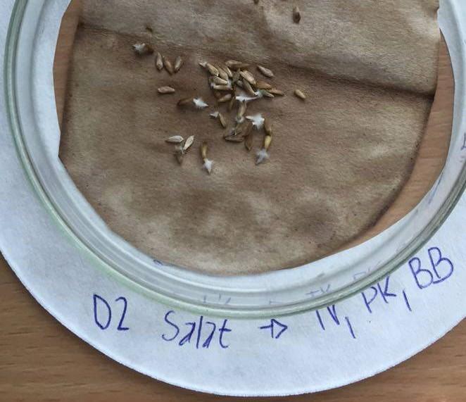 Stanovení klíčivosti, NOAEL, LOAEL Studenti vyhodnotí klíčivost semen zvolených druhů kulturních plodin. Následně určí hodnoty NOAEL a LOAEL pro všechny druhy a vyhodnotí.