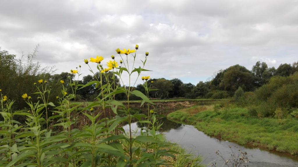 Typický biotop slunečnice topinambur (Helianthus tuberosus) Literatura: Slavík B., Štěpánková J., Štěpánek J. (eds). 2004. Květena České republiky 7, p. 125 140, Academia, Praha. Mlíkovský, J.