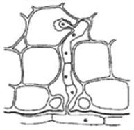 Pomocí analýz rdna ITS sekvencí došlo také k odhalení doby evolučního oddělení rodu Phyllactinia od rodu Pleochaeta (Takamatsu et al., 2008). 2.1.3.