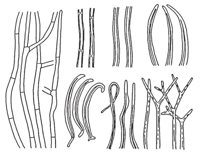 2.1. Taxonomie a fylogeneze padlí B C D A E F G Obr. 2.1.2. A primární mycelium, B G sekundární mycelia (podle Braun et al., 2002). Některé druhy tvoří diferencované sekundární hyfy (Braun et al.