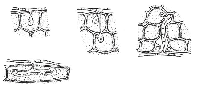2. obecná část A Obr. 2.1.4. B D Typy haustorií: A Erysiphe polygoni, B Erysiphe adunca, C Phyllactinia guttata, D Blumeria graminis (podle Braun a Cook, 2012). C Obr. 2.1.5.