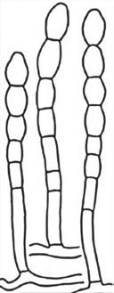 2.1. Taxonomie a fylogeneze padlí A B C D E F G H I J Obr. 2.1.6.