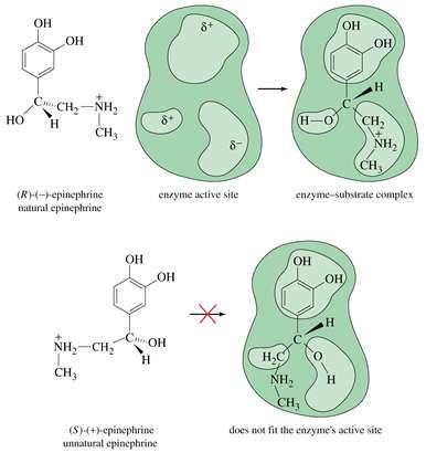 Stereochemistry Enzymes are capable