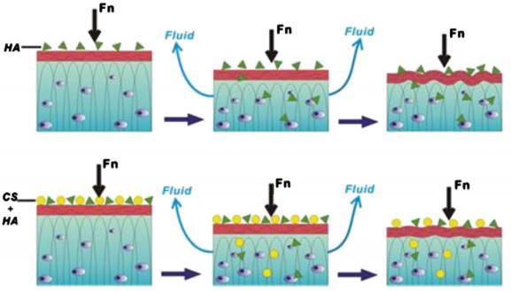 Effect of Rotational and Sliding Motions on Friction and Degeneration of Articular Cartilage under Dry and Wet Friction.