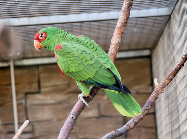 Amazoňan nádherný (Amazona pretrei) U amazoňanů jsme zaznamenali úspěch také u amazoňanů nádherných (Amazona pretrei). V roce 2016 jsme pořídili 2,5letého samečka k již starší samičce.