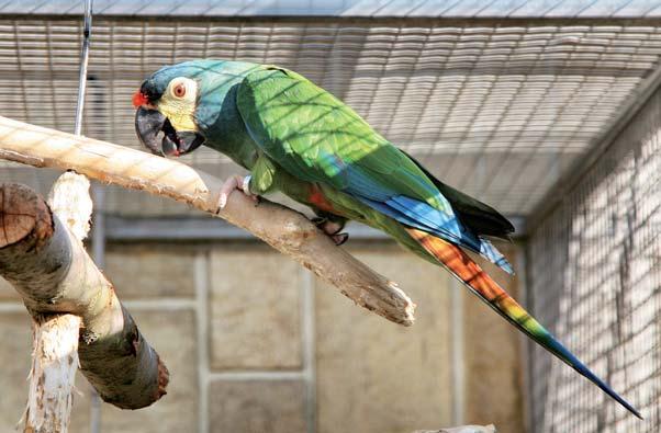 ..................................... 10 Veterinární péče, krmení a péče o papoušky.............. 12 Rozvoj zoo............................................... 13 Adopce a sponzorství.
