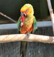 Základní informace o zoo, ekonomické údaje Sídlo zoo Lipová 57 58, 683 54 Bošovice IČ: 64447596 DIČ: CZ6356080720 č. účtu: 3774099001/5500 (Raiffeisen Bank) telefon: +420 777 169 000, 777 169 005 www.