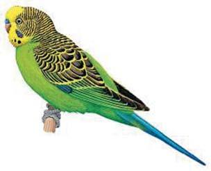 galerita galerita Poicephalus senegalus Poicephalus meyeri Forpus conspicillatus Forpus xanthopteryqius Forpus coelestis Forpus passerinus