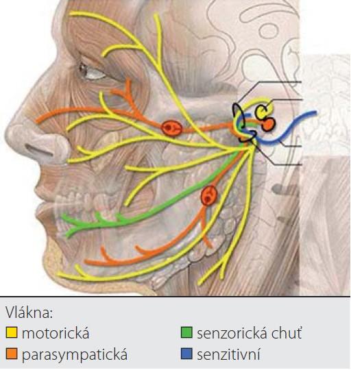Obrázek. Extrakraniální větve n. facialis (AMBLER, Z. Periferní paréza nervus facialis. Interní medicína pro praxi,, roč., č. 9, s. 7. [cit. ]. Dostupné z: http://www.internimedicina.cz/pdfs/int//9/.