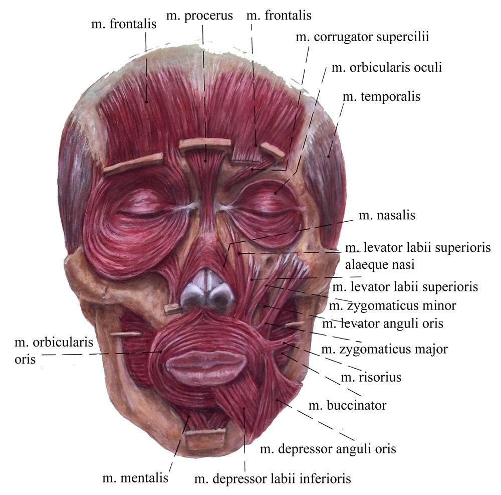 Obrázek. Mimické svaly obličeje; pohled zpředu (ČIHÁK, R. Anatomie,. vyd.