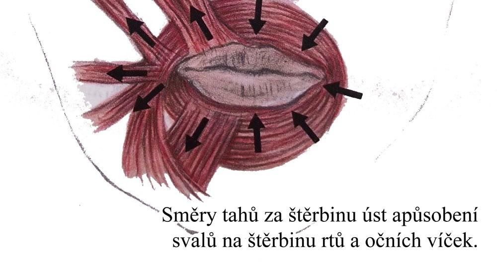 na štěrbinu rtů a očí (ČIHÁK, R. Anatomie,.