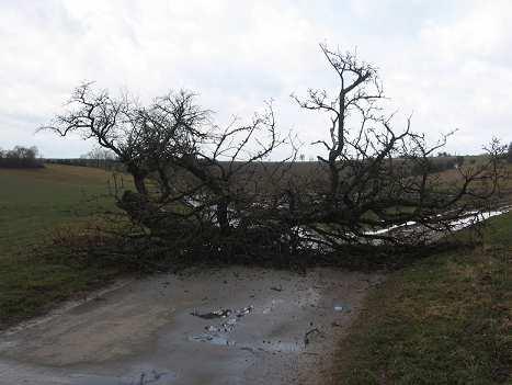 Vichřice Emma V sobotu 1. března 2008 zasáhla část Evropy bouře nazvaná Emma.