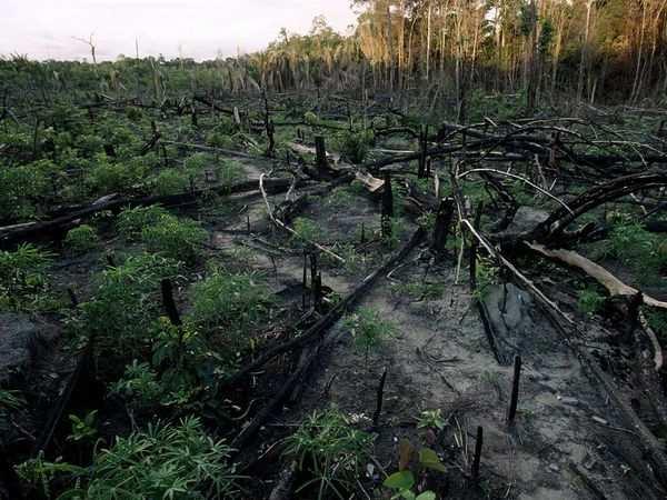 5.1.1 Odlesňování Odlesňování je velmi závažným problémem současného světa.