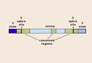 Predikce funkce genů in silico struktura genů struktura genů promotor počátek transkripce 5 UTR počátek translace