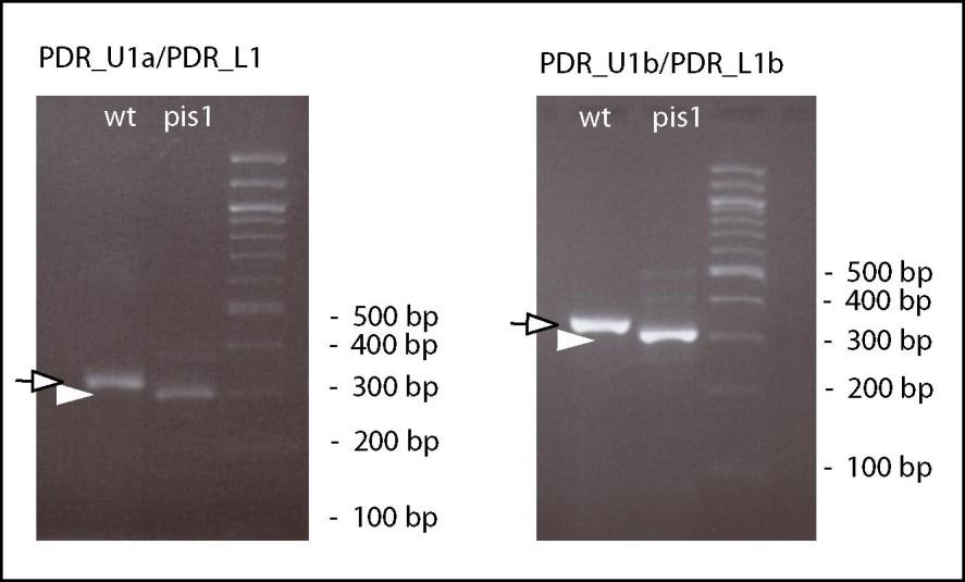 Predikce funkce genů in silico vyhledávání genů odchylky rozpoznávání míst sestřihu u rostlin v praxi - příklad vývojové plasticity (nejen) rostlin identifikace mutanta s bodovou mutací (tranzice G