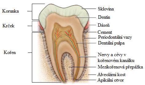 připojenou gingivu, v blízkosti krčku je pak proužek tzv. volná gingiva (Merglová et al., 20